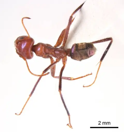 Iridomyrmex sanguineus specimen ANTWEB1008653 image antweb1008653_1
