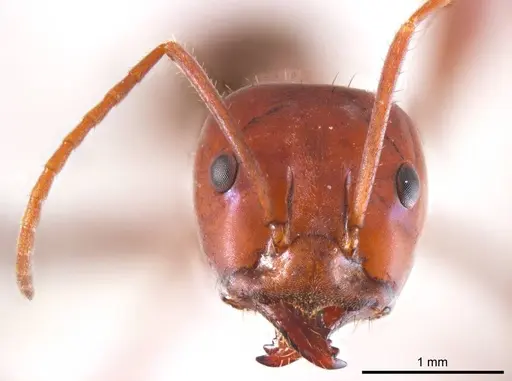 Iridomyrmex sanguineus specimen ANTWEB1008653 image antweb1008653_2