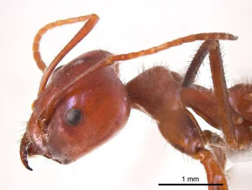 Iridomyrmex sanguineus specimen ANTWEB1008653 image antweb1008653_3