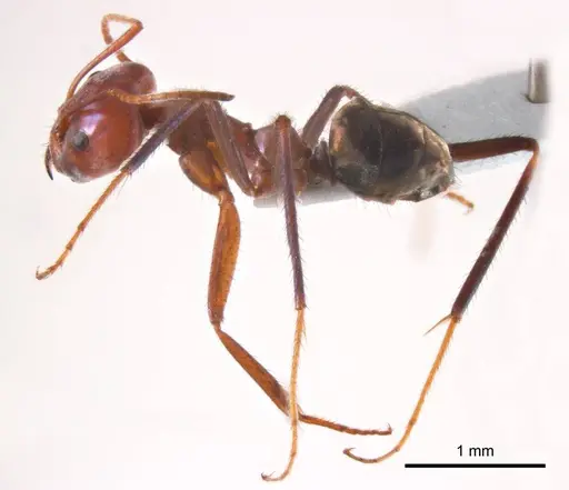 Iridomyrmex sanguineus specimen ANTWEB1008653 image antweb1008653_4
