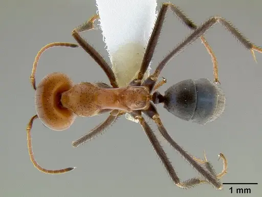Iridomyrmex sanguineus specimen CASENT0106154 image casent0106154_1