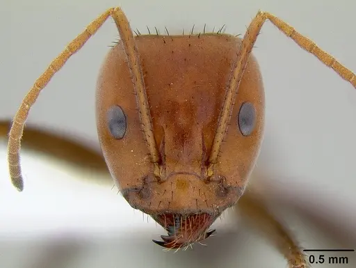 Iridomyrmex sanguineus specimen CASENT0106154 image casent0106154_2