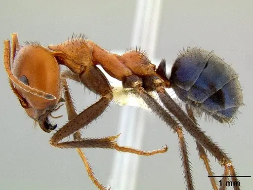 Iridomyrmex sanguineus specimen CASENT0106154 image casent0106154_3