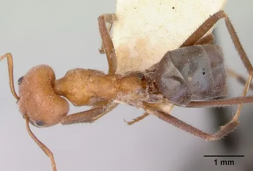 Iridomyrmex sanguineus specimen CASENT0172048 image casent0172048_1