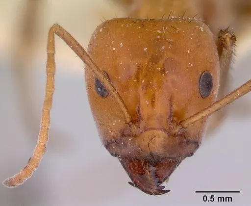 Iridomyrmex sanguineus specimen CASENT0172048 image casent0172048_2