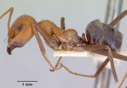 Iridomyrmex sanguineus specimen CASENT0172048 image casent0172048_3