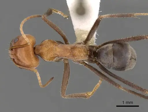 Iridomyrmex sanguineus specimen CASENT0249726 image casent0249726_1