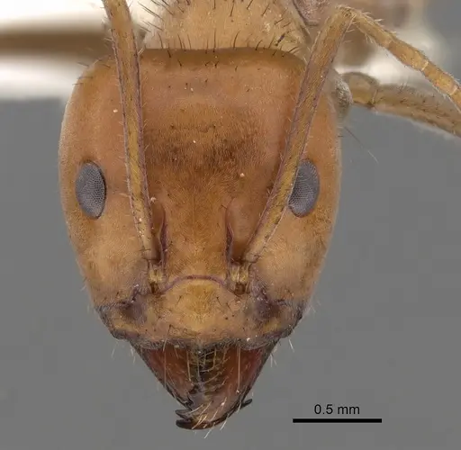 Iridomyrmex sanguineus specimen CASENT0249726 image casent0249726_2