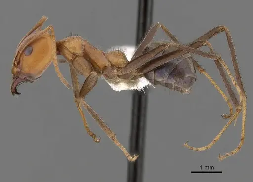 Iridomyrmex sanguineus specimen CASENT0249726 image casent0249726_3