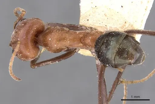 Iridomyrmex sanguineus specimen CASENT0909521 image casent0909521_1