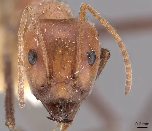 Iridomyrmex sanguineus specimen CASENT0909521 image casent0909521_2