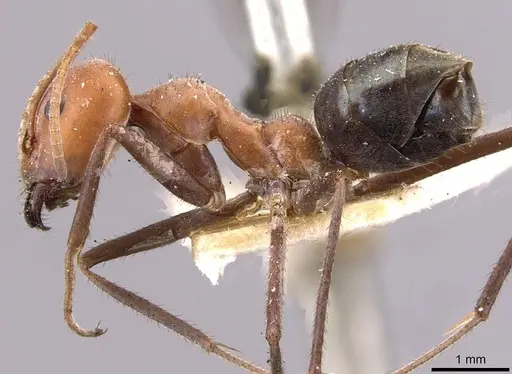 Iridomyrmex sanguineus specimen CASENT0909521 image casent0909521_3