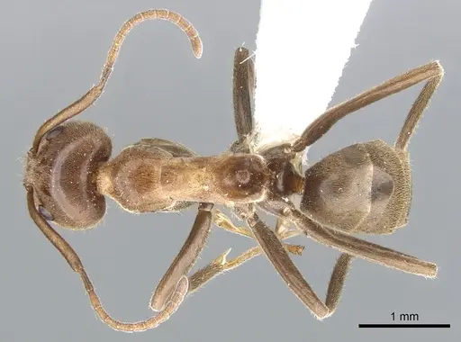 Iridomyrmex setoconus specimen CASENT0903085 image casent0903085_1