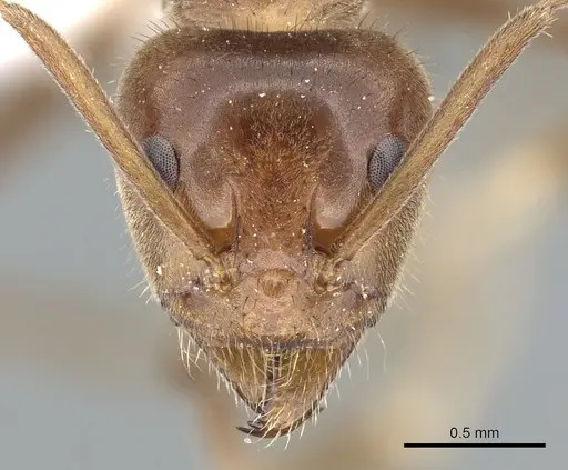 Iridomyrmex setoconus specimen CASENT0903085 image casent0903085_2