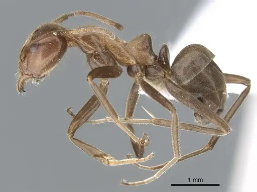Iridomyrmex setoconus specimen CASENT0903085 image casent0903085_3