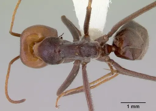 Iridomyrmex spadius specimen CASENT0172050 image casent0172050_1