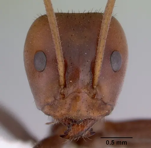 Iridomyrmex spadius specimen CASENT0172050 image casent0172050_2