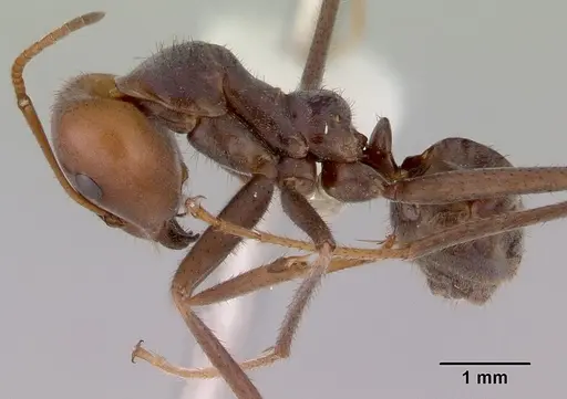 Iridomyrmex spadius specimen CASENT0172050 image casent0172050_3