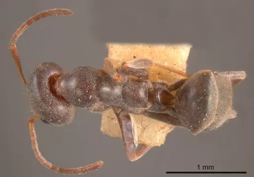 Iridomyrmex splendens specimen ANTWEB1008195 image antweb1008195_1