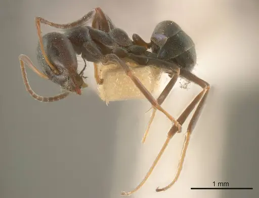 Iridomyrmex splendens specimen ANTWEB1008195 image antweb1008195_2