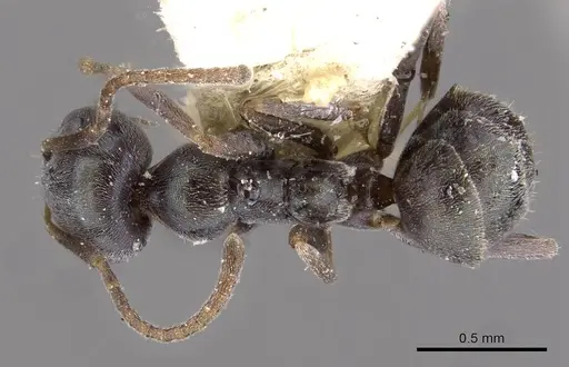 Iridomyrmex splendens specimen CASENT0909547 image casent0909547_1