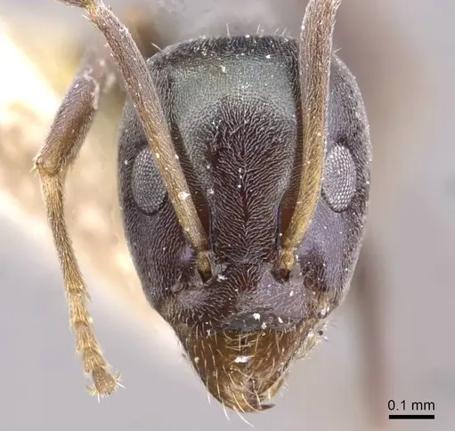 Iridomyrmex splendens specimen CASENT0909547 image casent0909547_2