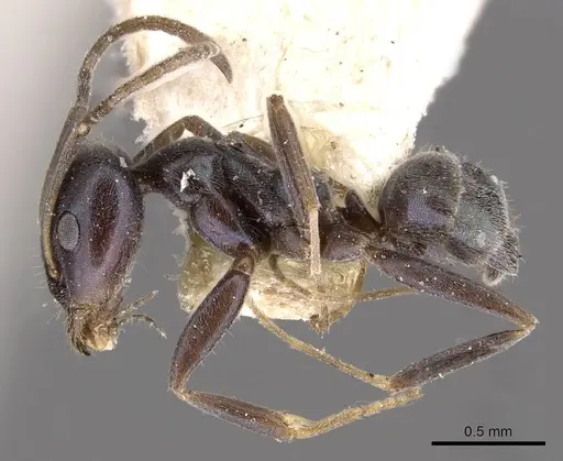 Iridomyrmex splendens specimen CASENT0909547 image casent0909547_3