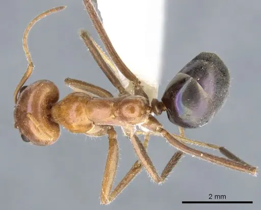 Iridomyrmex spodipilus specimen CASENT0903078 image casent0903078_1
