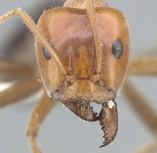 Iridomyrmex spodipilus specimen CASENT0903078 image casent0903078_2