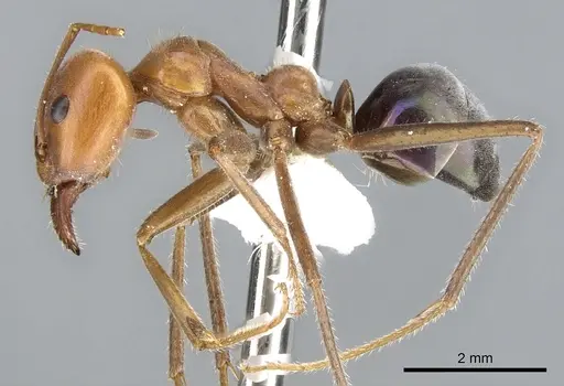 Iridomyrmex spodipilus specimen CASENT0903078 image casent0903078_3