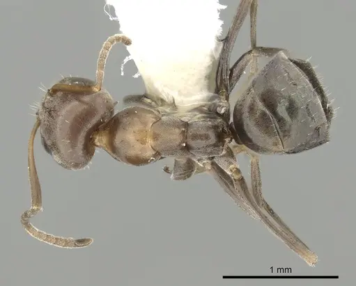 Iridomyrmex suchieri specimen CASENT0249711 image casent0249711_1