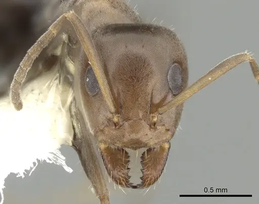Iridomyrmex suchieri specimen CASENT0249711 image casent0249711_2