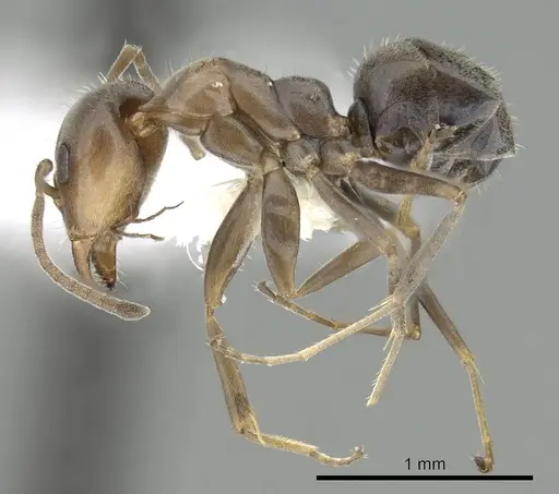 Iridomyrmex suchieri specimen CASENT0249711 image casent0249711_3