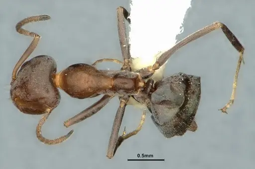 Iridomyrmex suchieri specimen CASENT0886056 image casent0886056_1