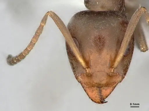 Iridomyrmex suchieri specimen CASENT0886056 image casent0886056_2