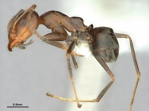 Iridomyrmex suchieri specimen CASENT0886056 image casent0886056_3