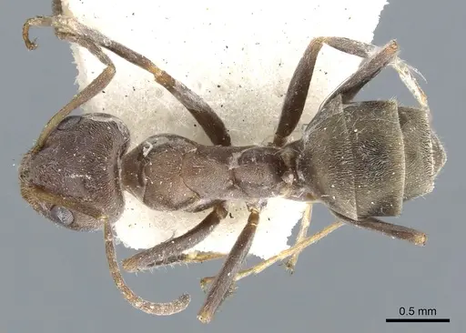 Iridomyrmex suchieri specimen CASENT0903082 image casent0903082_1