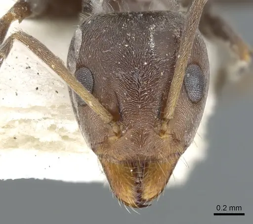 Iridomyrmex suchieri specimen CASENT0903082 image casent0903082_2