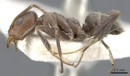 Iridomyrmex suchieri specimen CASENT0903082 image casent0903082_3