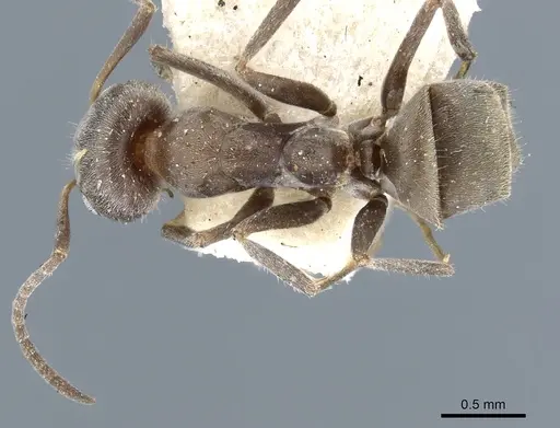 Iridomyrmex suchieri specimen CASENT0905048 image casent0905048_1