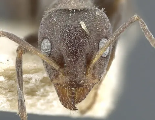 Iridomyrmex suchieri specimen CASENT0905048 image casent0905048_2