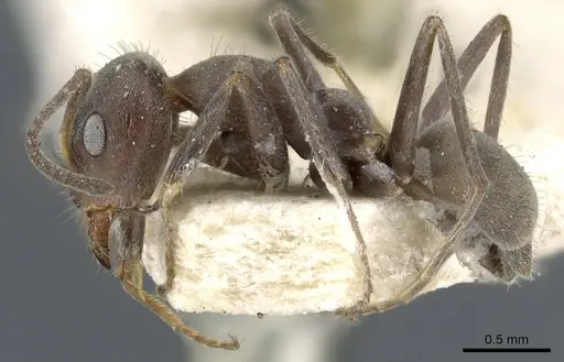 Iridomyrmex suchieri specimen CASENT0905048 image casent0905048_3