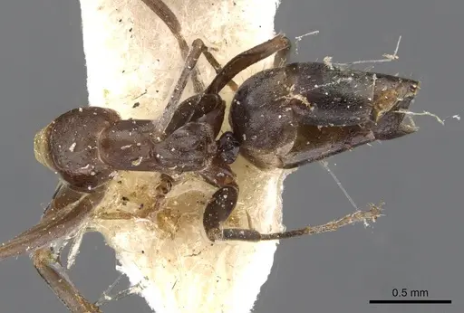 Iridomyrmex suchieri specimen CASENT0909559 image casent0909559_1