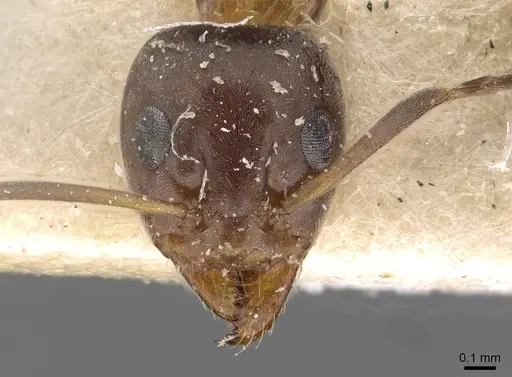Iridomyrmex suchieri specimen CASENT0909559 image casent0909559_2