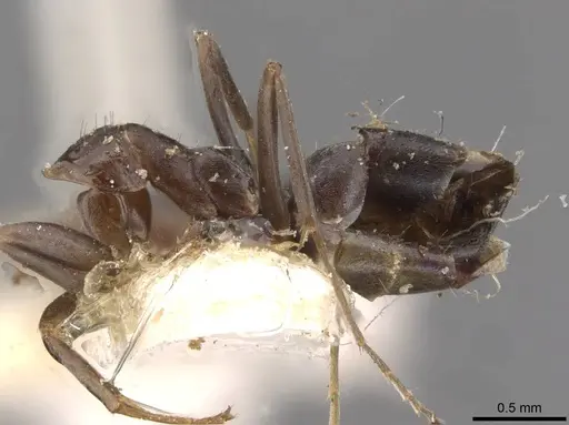 Iridomyrmex suchieri specimen CASENT0909559 image casent0909559_3