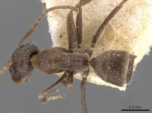 Iridomyrmex suchieri specimen CASENT0909560 image casent0909560_1