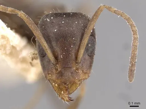 Iridomyrmex suchieri specimen CASENT0909560 image casent0909560_2