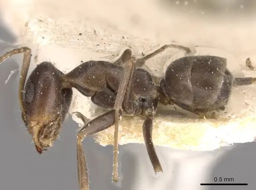 Iridomyrmex suchieri specimen CASENT0909560 image casent0909560_3