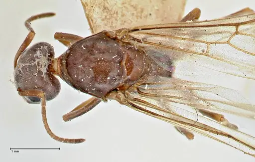 Iridomyrmex suchieri specimen FOCOL2828 image focol2828_1