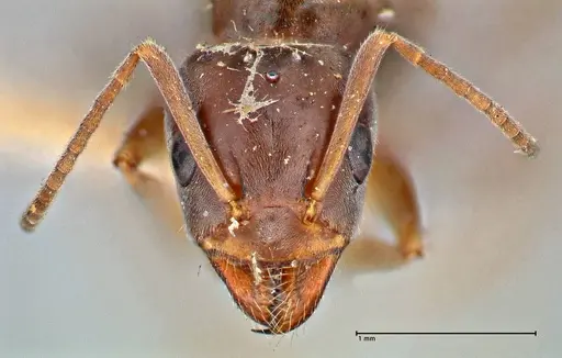 Iridomyrmex suchieri specimen FOCOL2828 image focol2828_2